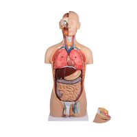 Erler Zimmer zweigeschlechtlicher Torso, Rücken...