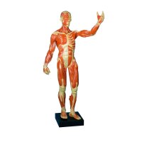 Erler Zimmer Miniatur-Muskelfigur, ca. 1/3...