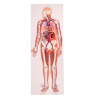 Erler Zimmer Reliefmodell - Blutkreislauf, 1/2 nat....