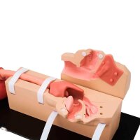 Erler Zimmer Simulator - Oesophago-Gastro-Duodenoskopie...
