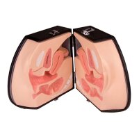 Erler Zimmer Modell - weibliches Genitalorgan, medianer...