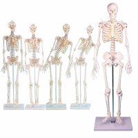 Erler Zimmer menschliches Miniaturskelett, diverse...