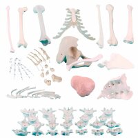 Erler Zimmer männliche Knochenmodelle, diverse...