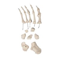 Erler Zimmer männliche Knochenmodelle, diverse...