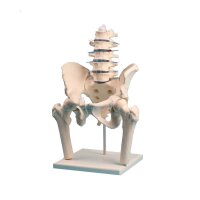 Erler Zimmer Lendenwirbelsäule,...