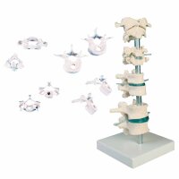 Erler Zimmer Modell - Wirbelsammlung, 8 Wirbel, diverse...