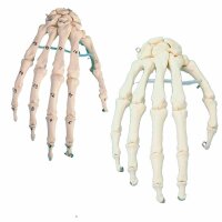 Erler Zimmer bewegliches Handskelett, diverse