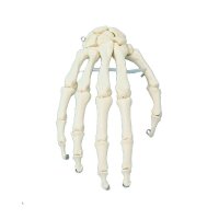 Erler Zimmer bewegliches Handskelett, diverse