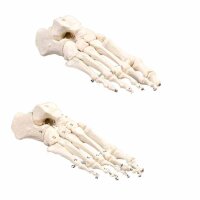 Erler Zimmer bewegliches Fußskelett - diverse...