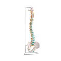 Erler Zimmer Wirbelsäule, flexibel, diverse...