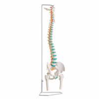 Erler Zimmer Wirbelsäule, flexibel, diverse...