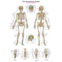 Erler Zimmer anat. Lehrtafel - Das menschliche Skelett, 2...