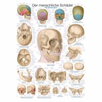 Erler Zimmer anatomische Lehrtafel - Der Schädel, 2...