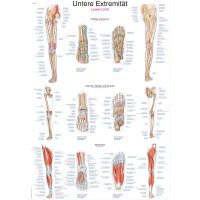 Erler Zimmer anatomische Lehrtafel - Untere...