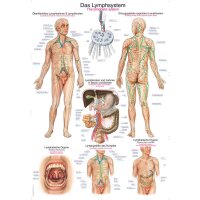 Erler Zimmer anatomische Lehrtafel - Das Lymphsystem, 2...