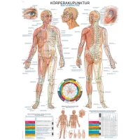 Erler Zimmer anatomische Lehrtafel -...