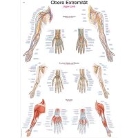 Erler Zimmer anatomische Lehrtafel - Obere...