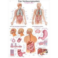 Erler Zimmer anatom. Lehrtafel - Das Verdauungssystem, 2...