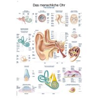 Erler Zimmer anatom. Lehrtafel - Das menschliche Ohr, 2...