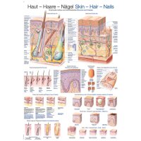 Erler Zimmer anatom. Lehrtafel - Haut, Haare, Nägel,...