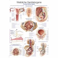 Erler Zimmer anatomische Lehrtafel - Weibliches Genital,...