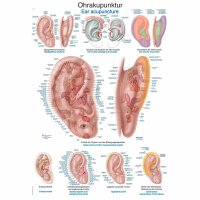 Erler Zimmer anatomische Lehrtafel - Ohrakupunktur, 2...