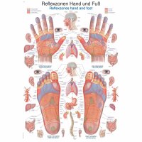 Erler Zimmer anat. Lehrtafel - Reflexzonen Hand und...