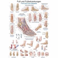Erler Zimmer anat. Lehrtafel - Fuß und...