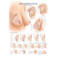 Erler Zimmer anat. Lehrtafel - Die weibliche Brust, 2...