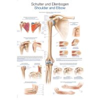 Erler Zimmer anat. Lehrtafel - Schulter und Ellenbogen, 2...