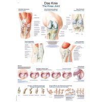 Erler Zimmer anatomische Lehrtafel - Das Knie, 2...