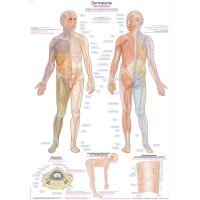 Erler Zimmer anatomische Lehrtafel - Dermatome, 2...