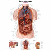 Erler Zimmer anatomische Lehrtafel - Innere Organe, 2...
