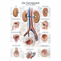 Erler Zimmer anatomische Lehrtafel - Harnapparat, 2...