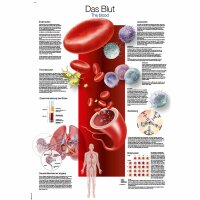 Erler Zimmer anatomische Lehrtafel - Das Blut, 2...
